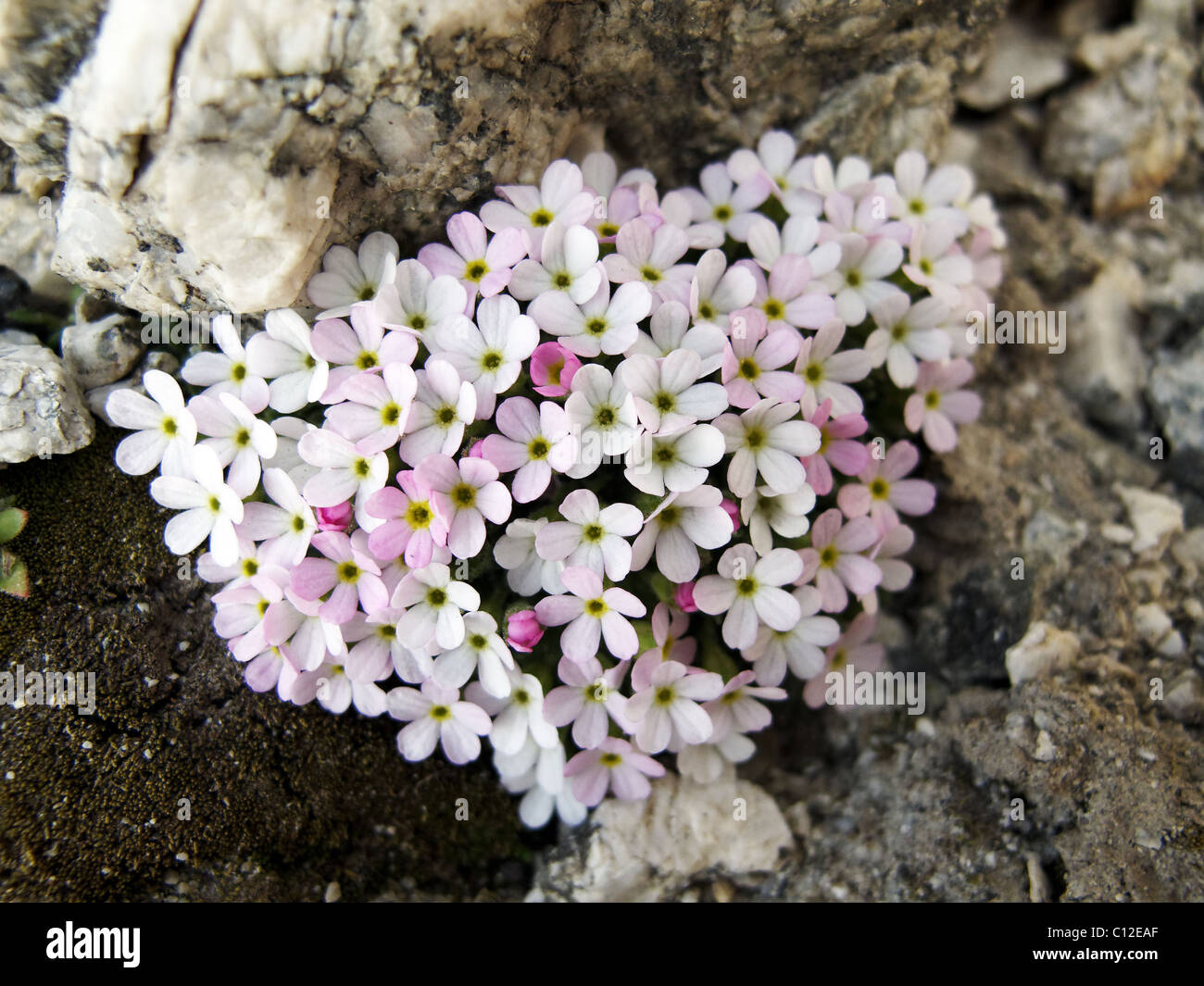 Swiss Rock Jasmine. Stock Photo
