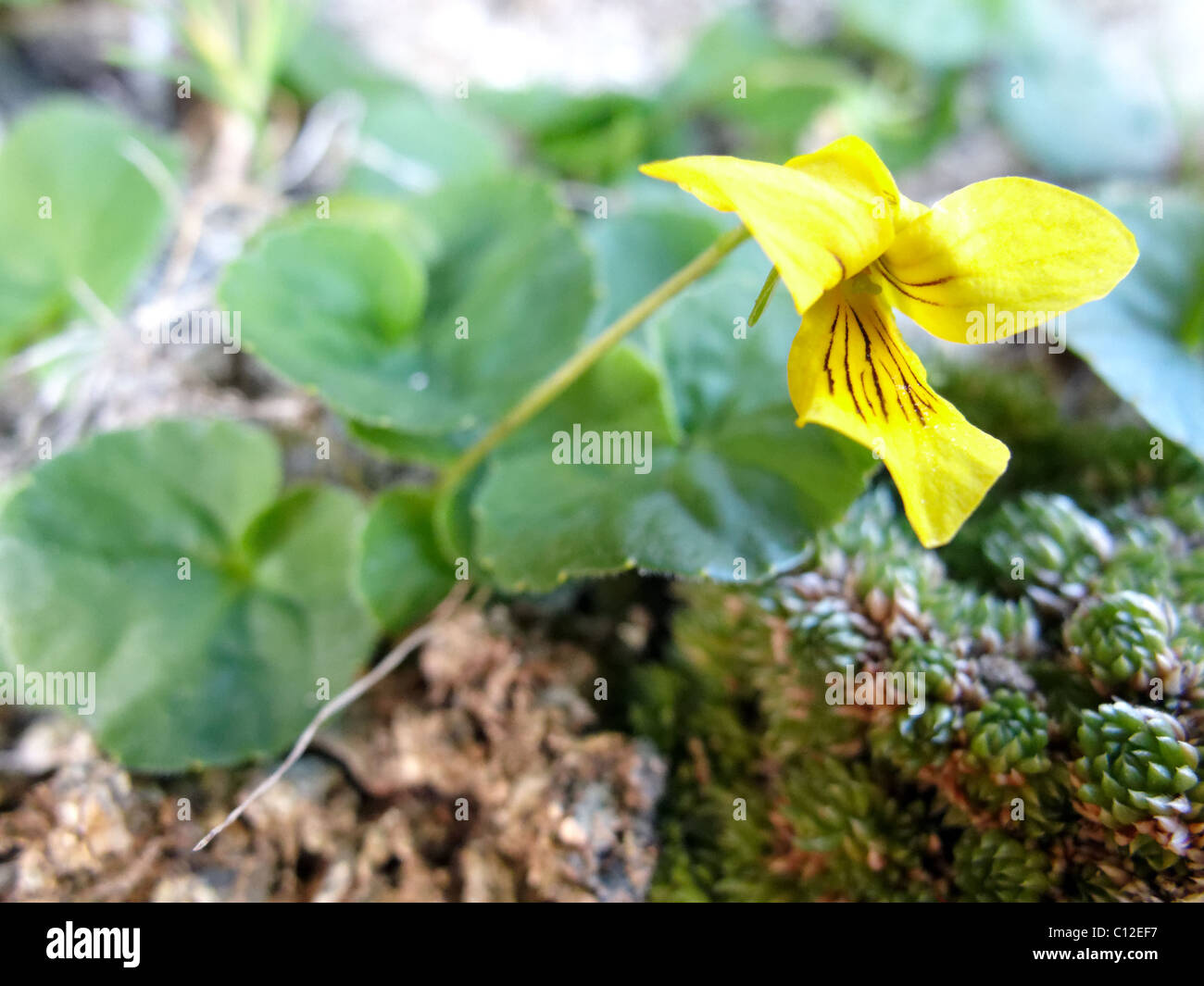 A Two flowered Violet. Stock Photo
