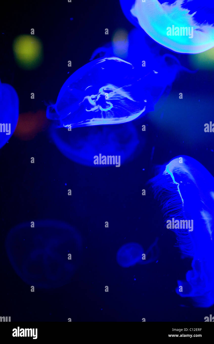 Blue illuminated Jellyfish at Cape Town Aquarium Stock Photo Alamy