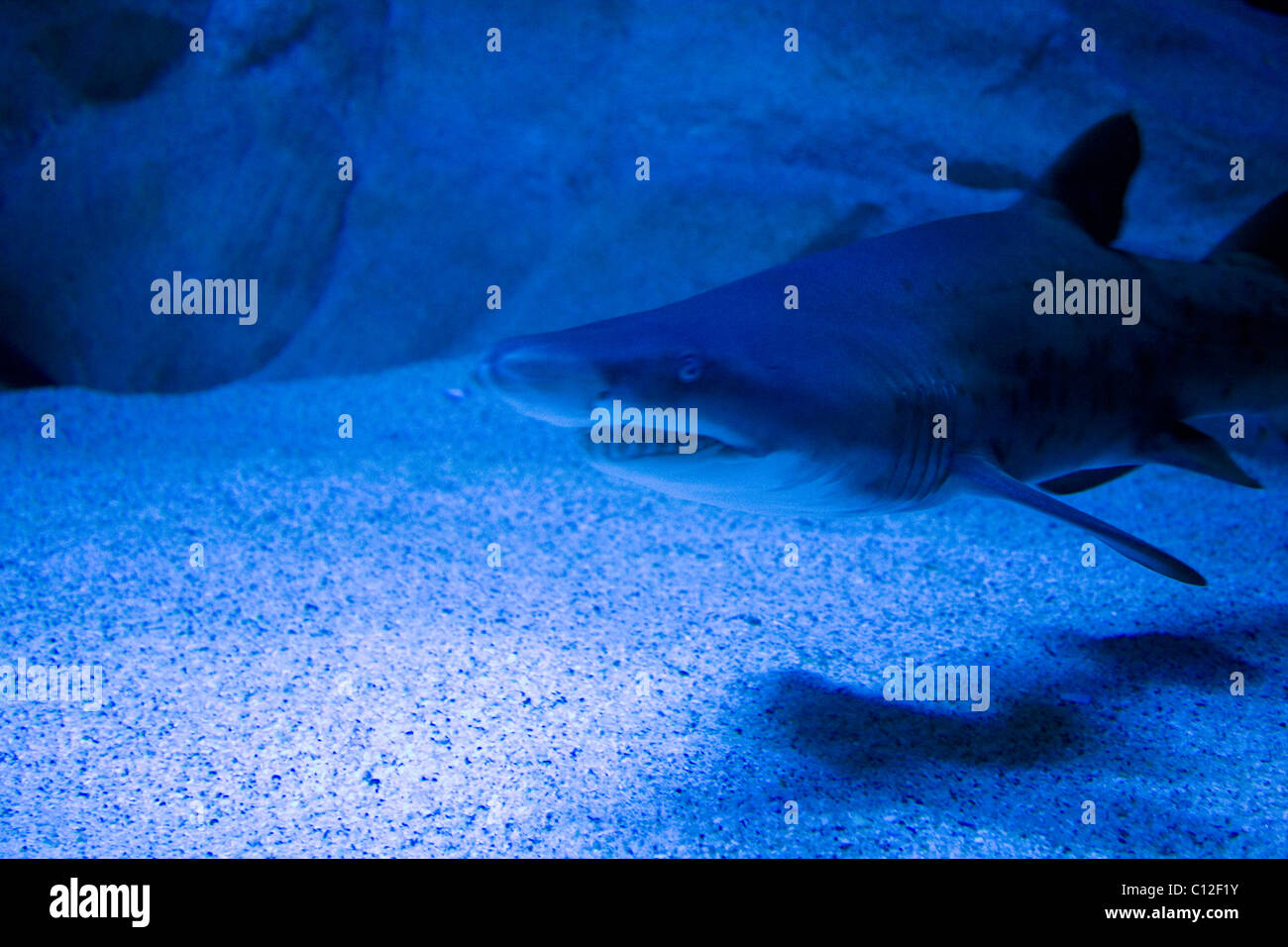Ragged Tooth Sharks at Cape Town Aquarium Stock Photo