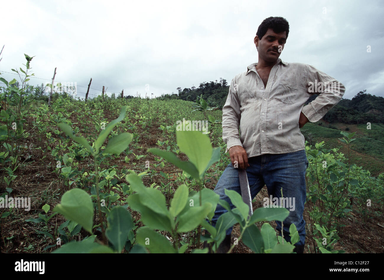 A Colombia coca farmer checks the leaves of his plants in the Cagyuan