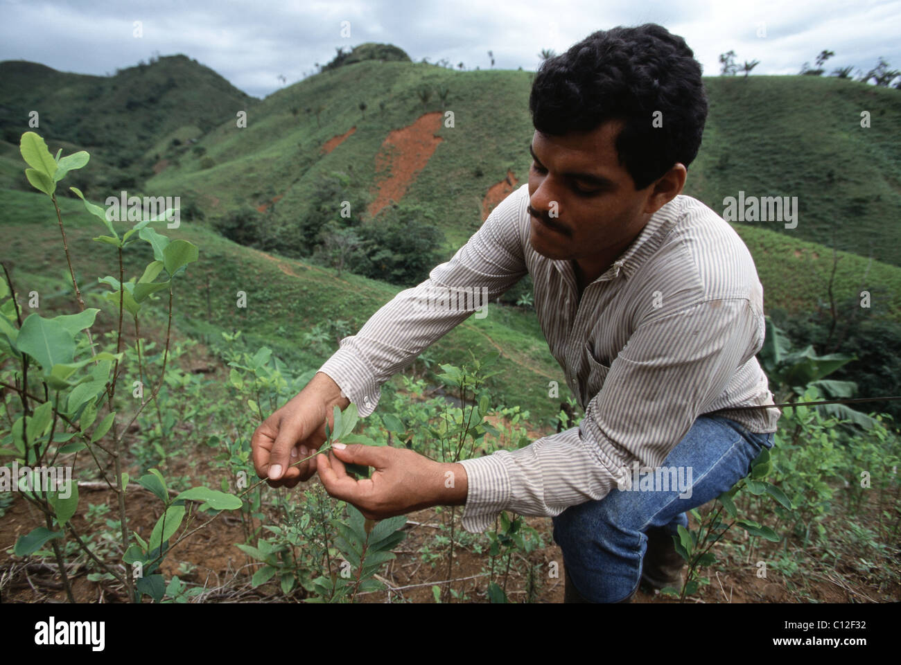 A Colombia coca farmer checks the leaves of his plants in the Cagyuan River Valley where FARC control taxes from the drug trade. Stock Photo
