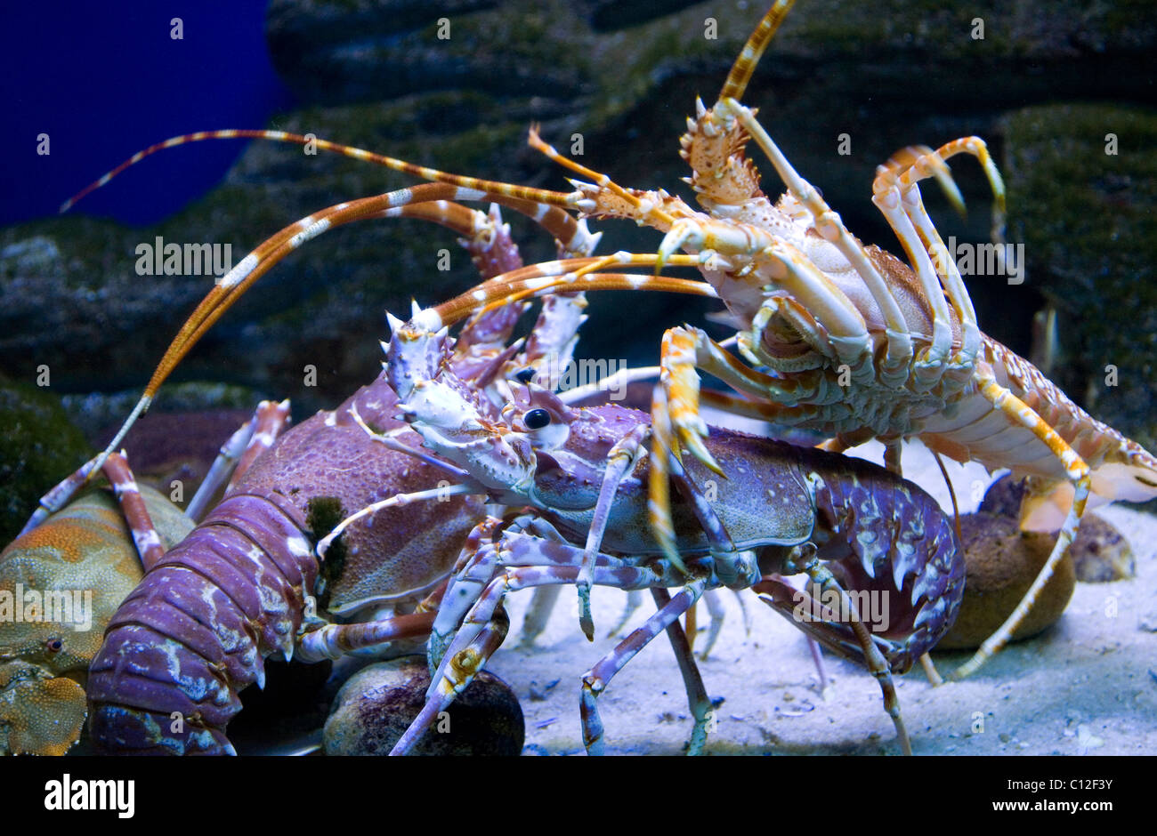 Southcoast Rock Lobster at Cape Town Aquarium in tanks Stock Photo