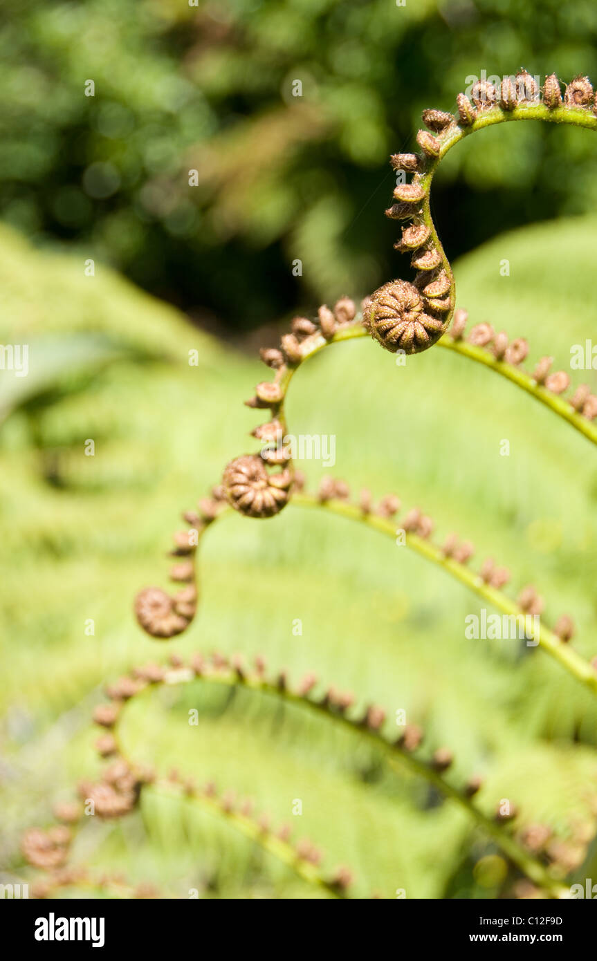 fern fronds unfurling, Granity, New Zealand Stock Photo