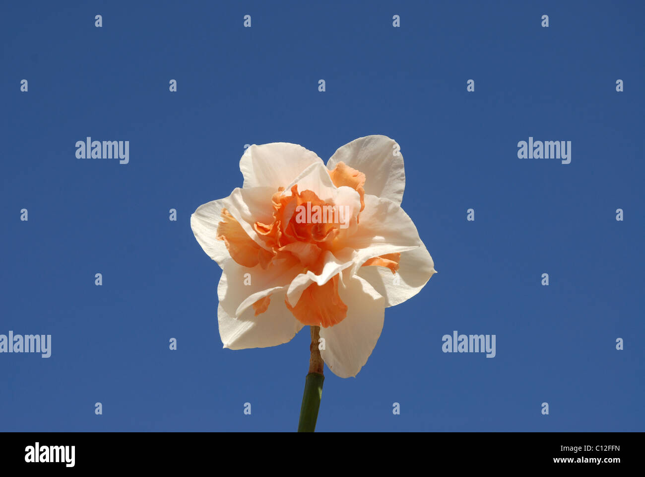 hybrid double daffodil against blue sky Stock Photo
