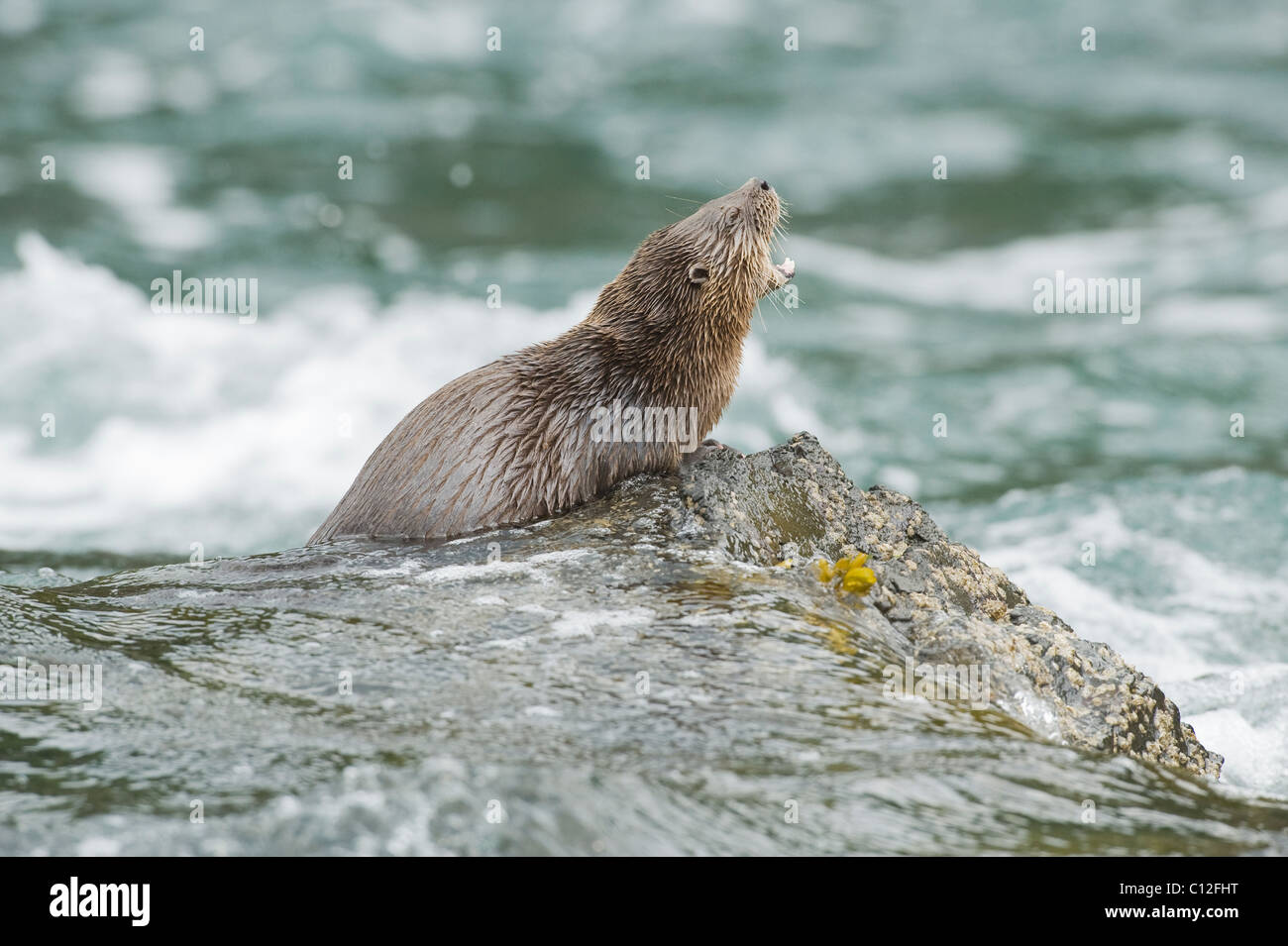 Marine Otter (Lontra felina) Chiloe Island, Chile ENDANGERED Stock Photo
