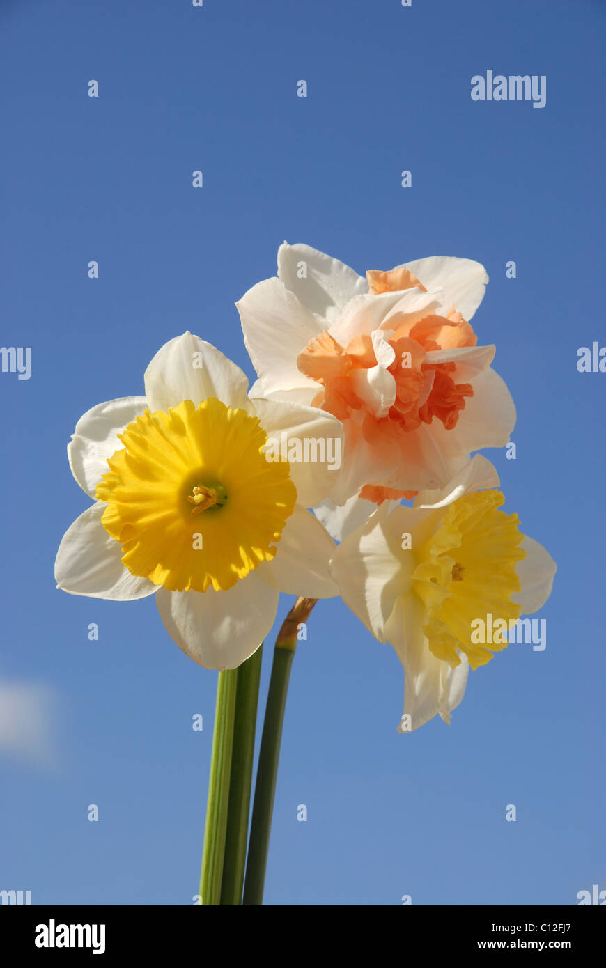 3 daffodils against blue sky Stock Photo