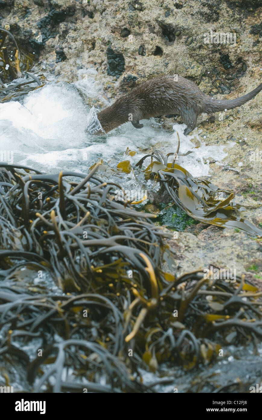 Marine Otter (Lontra felina) Pacific Coast, Chiloe Island, Chile, ENDANGERED Stock Photo