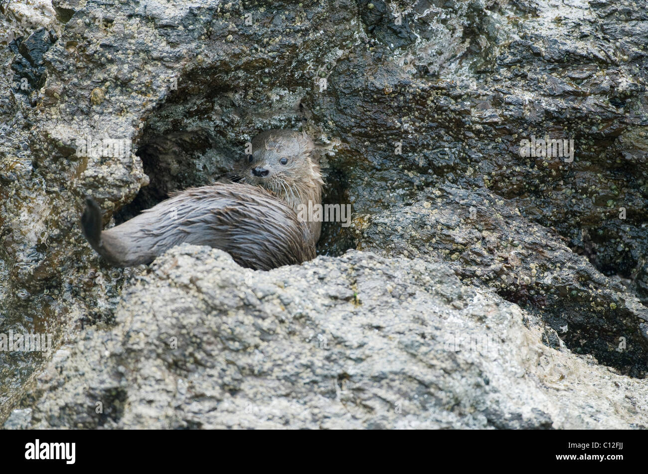 Marine Otter (Lontra felina) Resting in rocks, Chiloe Island, Chile, ENDANGERED Stock Photo