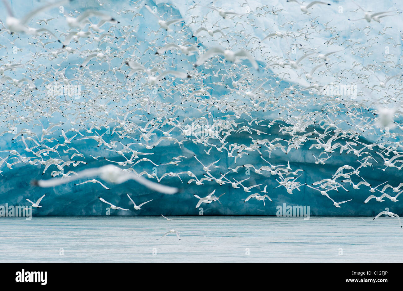 Kittiwakes (Rissa tridactyla) feed at glacier front, Monaco Glacier, Leifdefjord, Svalbard, Norway Stock Photo