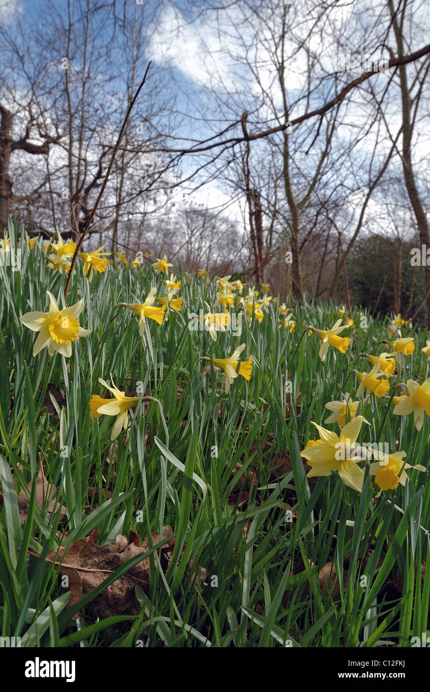 Wild daffodils Narcissus pseudonarcissus in woodland setting Stock