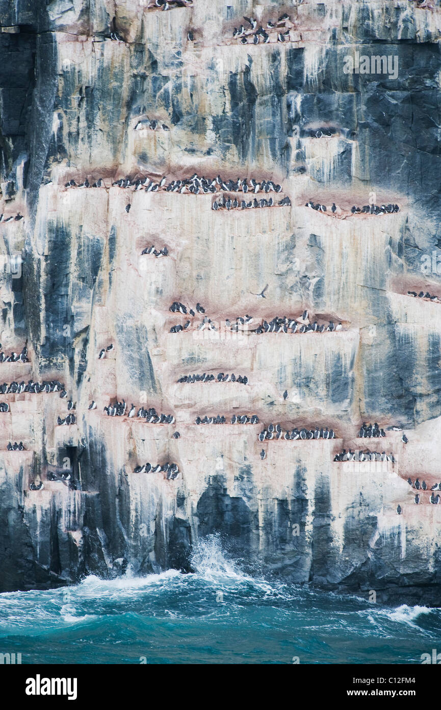 Thick-billed Murre or Brünnich's Guillemot (Uria lomvia) Nesting colony, Alkefjellet, Cape Fanshaw, Hinlopen Strait, Svalbard Stock Photo