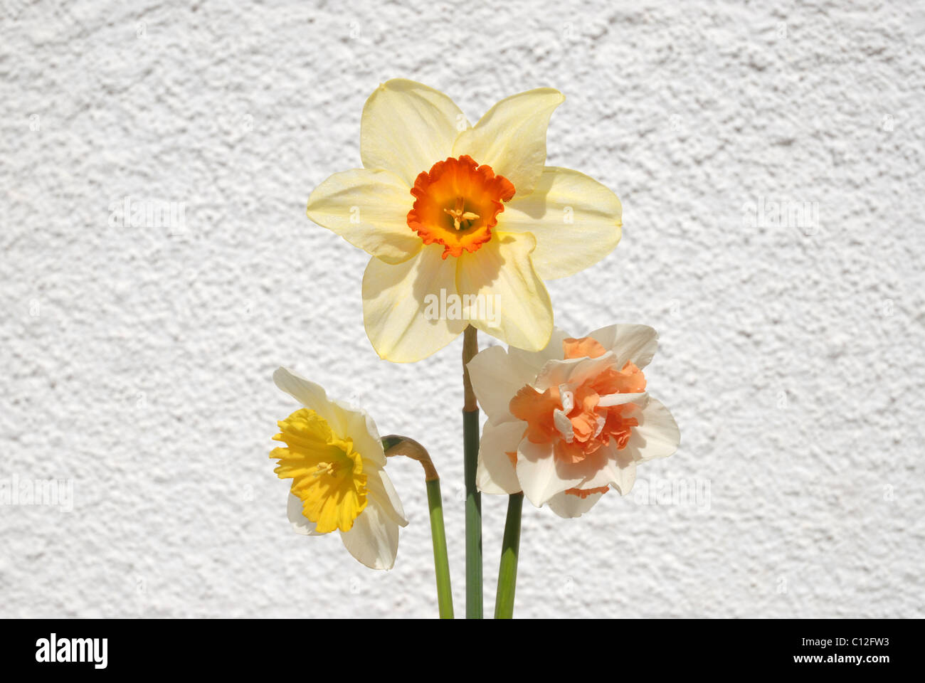 daffodils against white wall, Spain Stock Photo