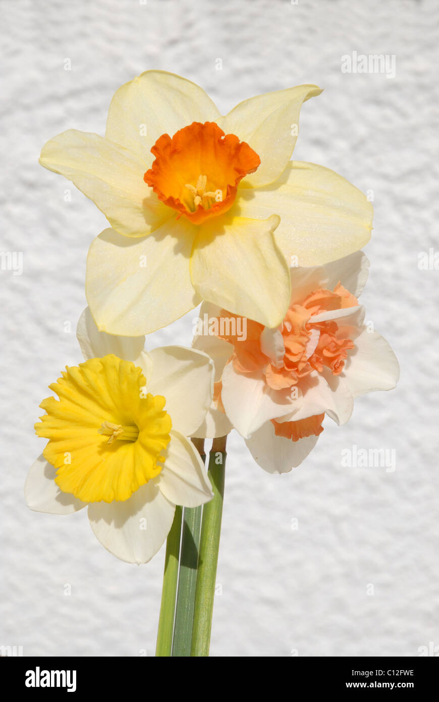 daffodils against white wall Stock Photo