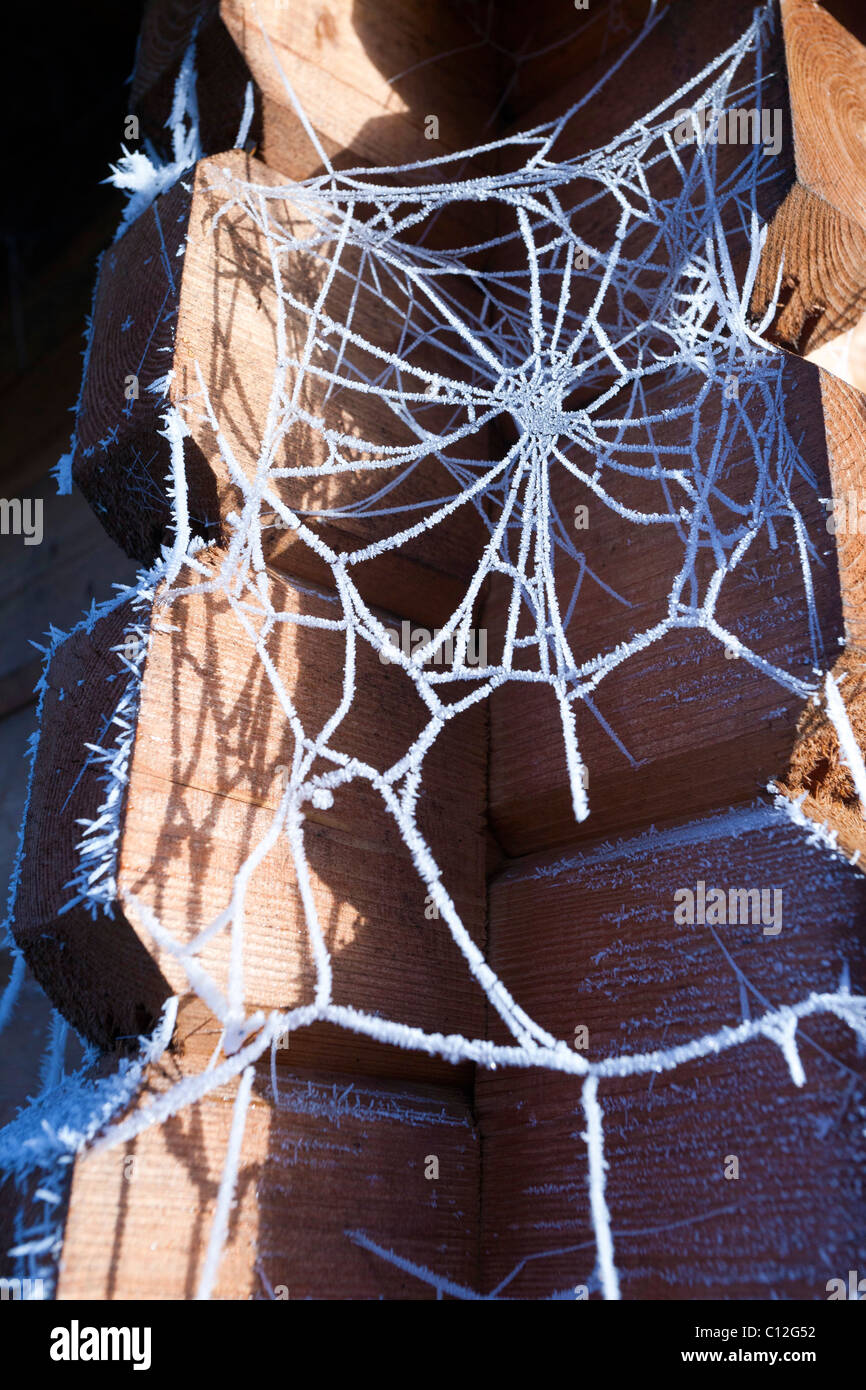 frost on cobweb in winter Stock Photo