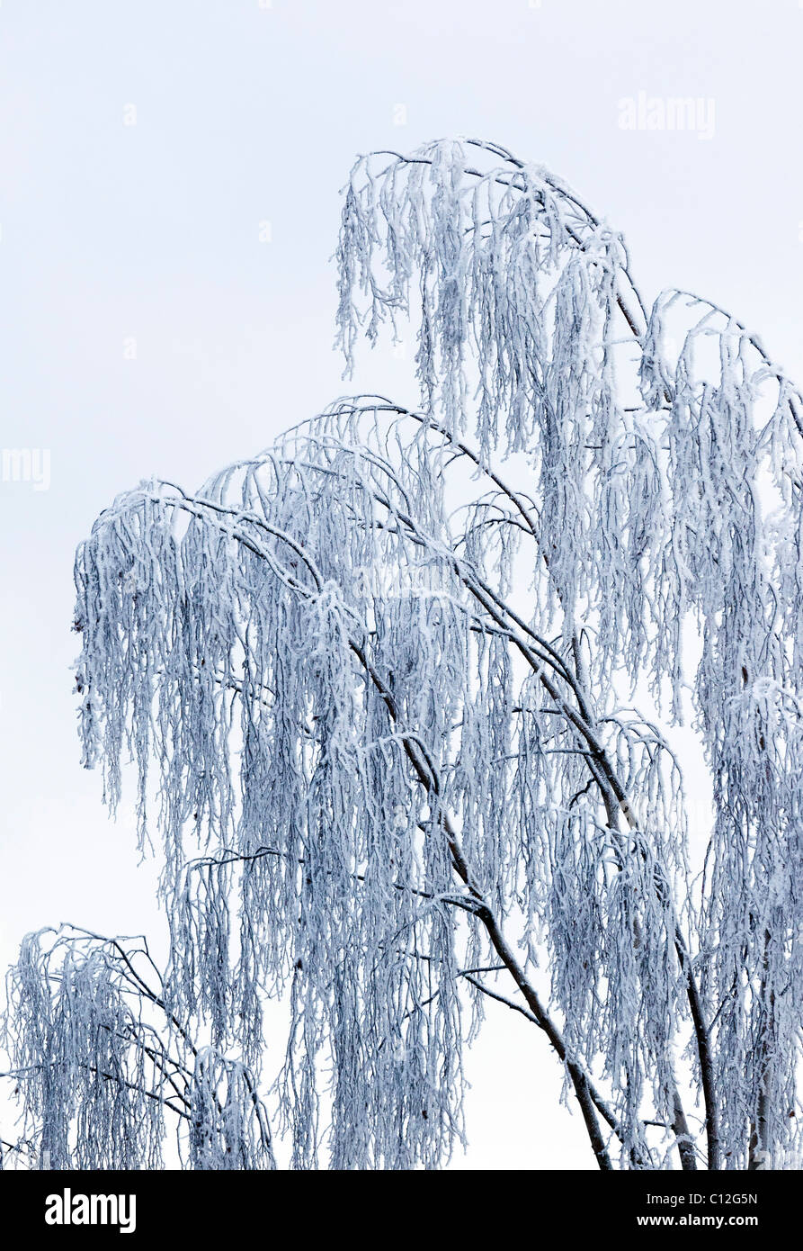 frosted trees in winter Stock Photo