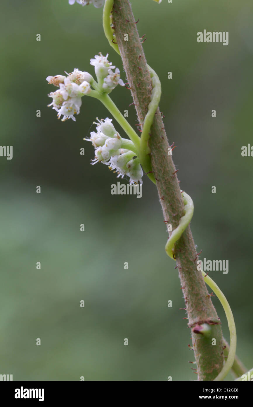 Dodder (Cuscuta sp.) in bloom Stock Photo Alamy