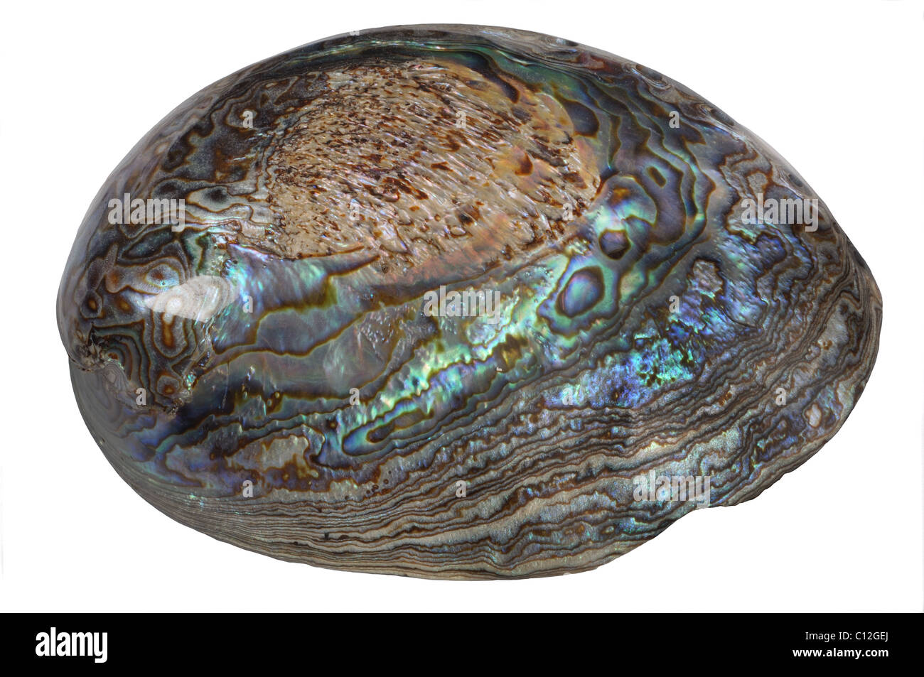 Abalone Shell - John Gollop Stock Photo