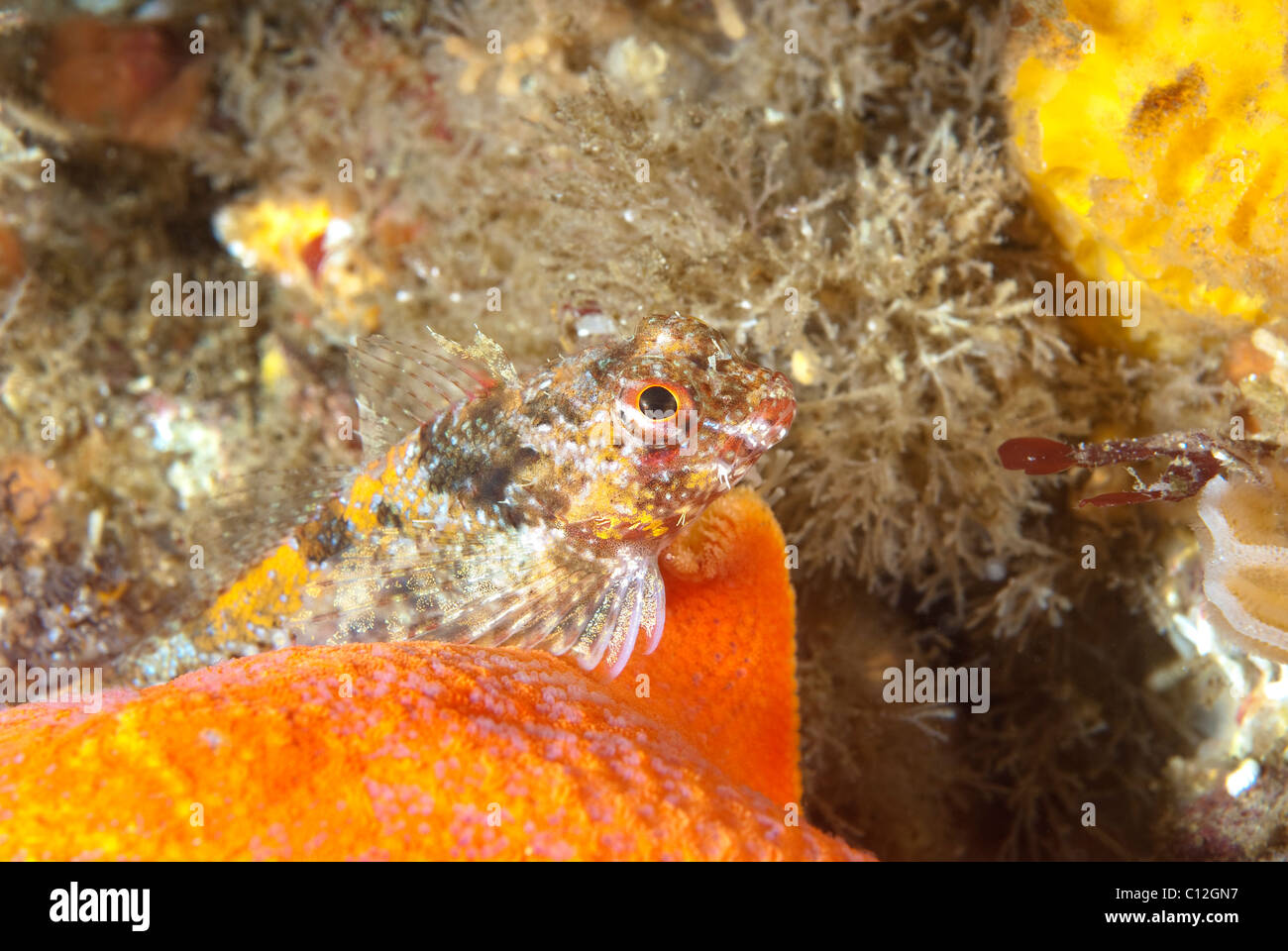 A beautiful underwater reef fish rests on top of an orange starfish Stock Photo