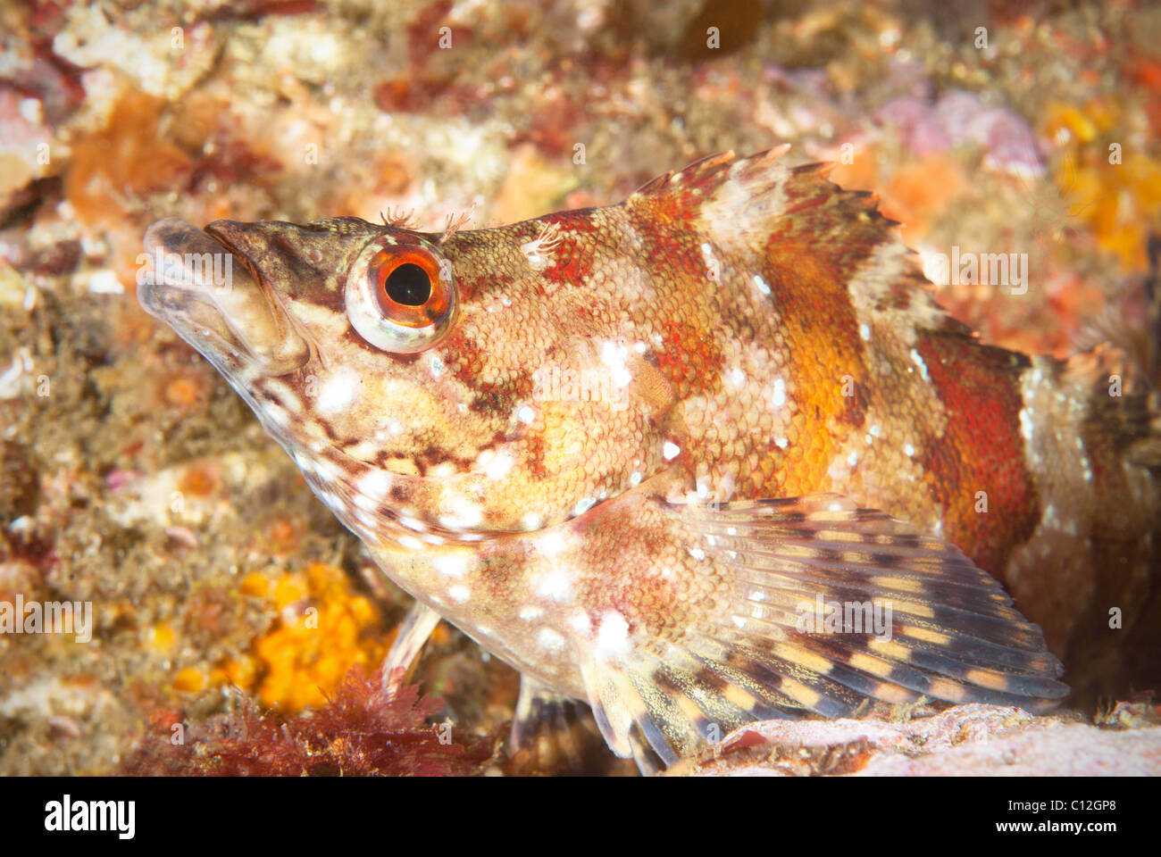 An underwater fish called a painted greenling rests motionless on a reef in California. Stock Photo
