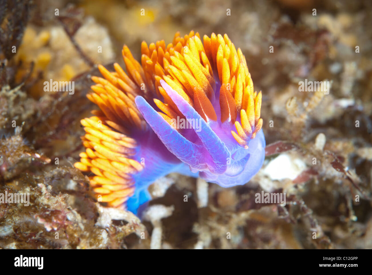 A common purple and orange spanish shawl nudibranch underwater snail hanging on in strong current. Stock Photo