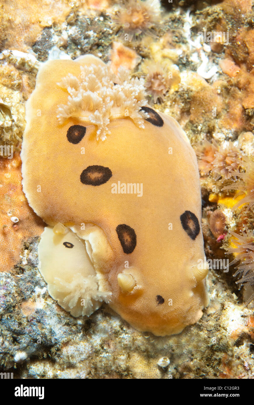 A pair of ringed dorid underwater nudibranchs shot in cold water off of California. Stock Photo