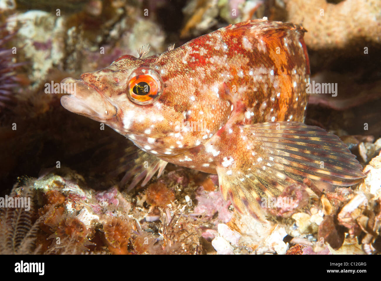 An underwater fish called a painted greenling rests motionless on a reef in California. Stock Photo