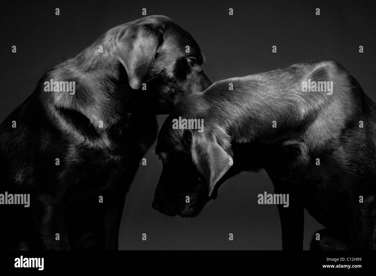 A portrait of two black labs against a black background. Stock Photo