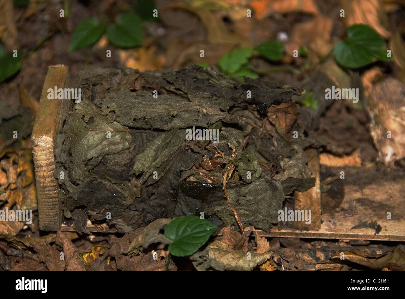 Dormouse nest made from hazel leaves that are harvested fresh from the tree and strips of Honeysuckle Stock Photo