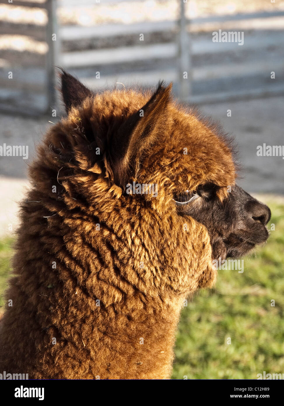 Close up of Alpaca - Vicugna pacos, a domesticated South American camelid - on an alpaca farm. Stock Photo