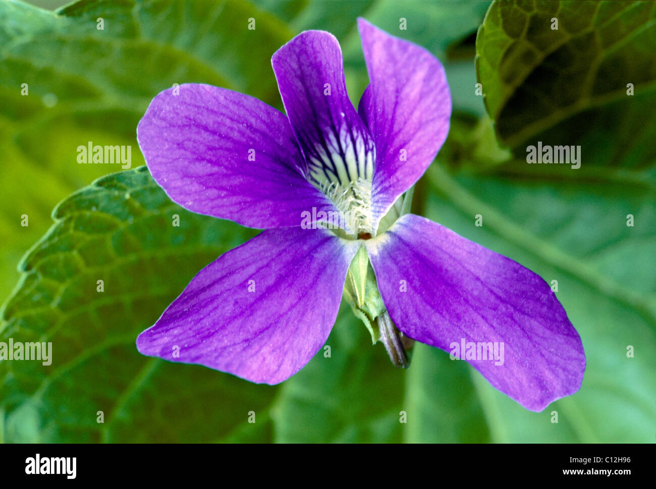 Close up of Purple Violet (Viola cucullata) blooming in Spring Stock Photo