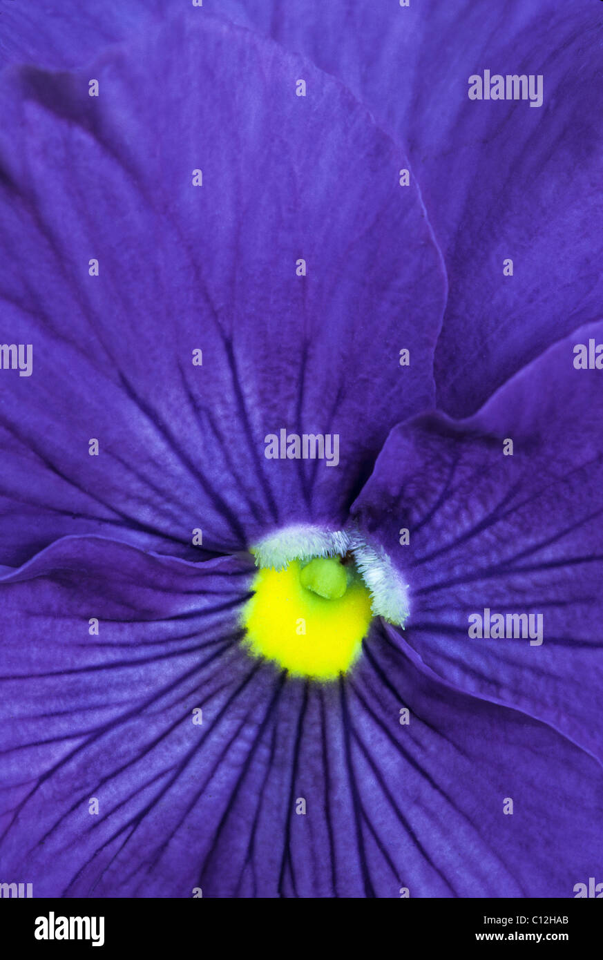 Close up of purple violet flower, Viola cucullata Stock Photo