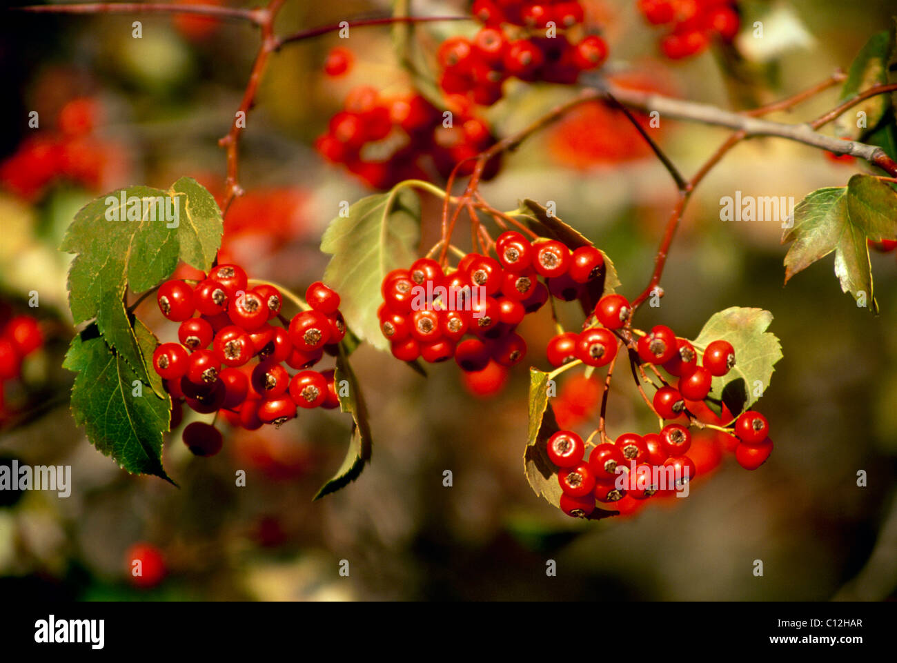 Red Hawthorn (Crataegus mollis) berries close up Stock Photo