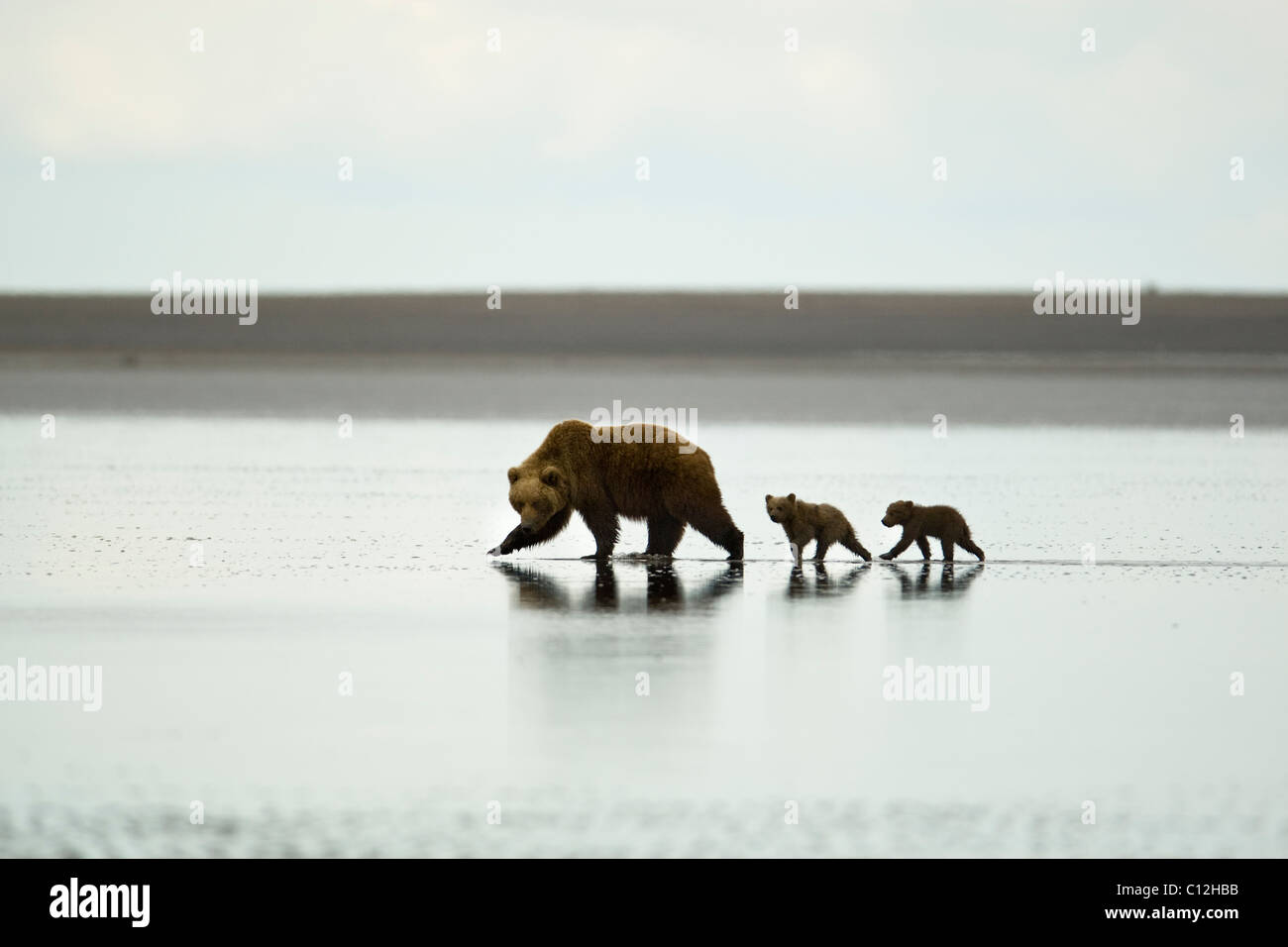Grizzly bear mother and cubs on the tidal flats beach after digging clams. Stock Photo