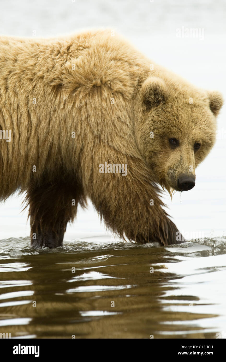 A coastal brown bear searches  for razor clams at low tide. Stock Photo
