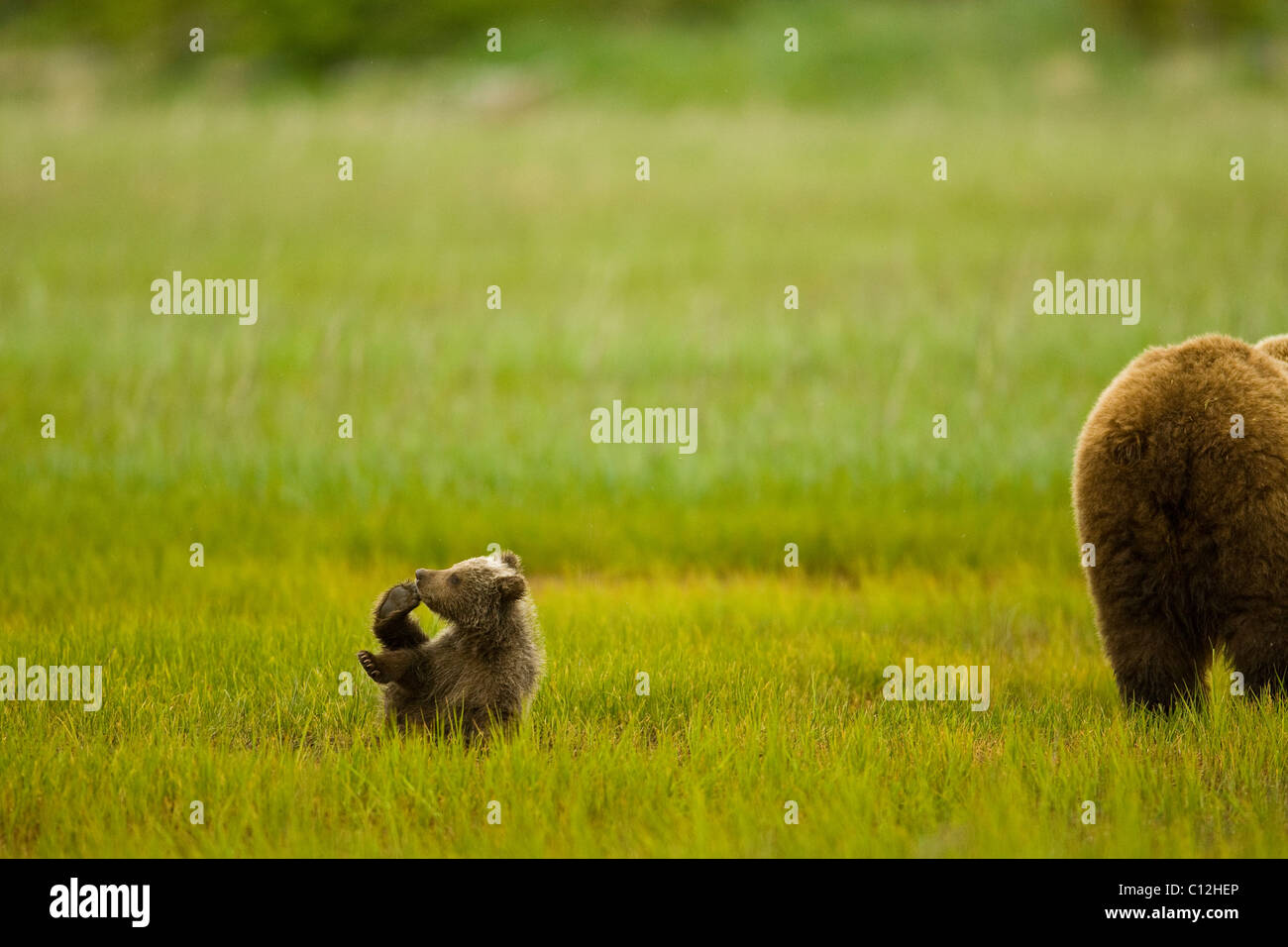 Grizzly bear cub plays while its mother feeds on grass in a coastal ...