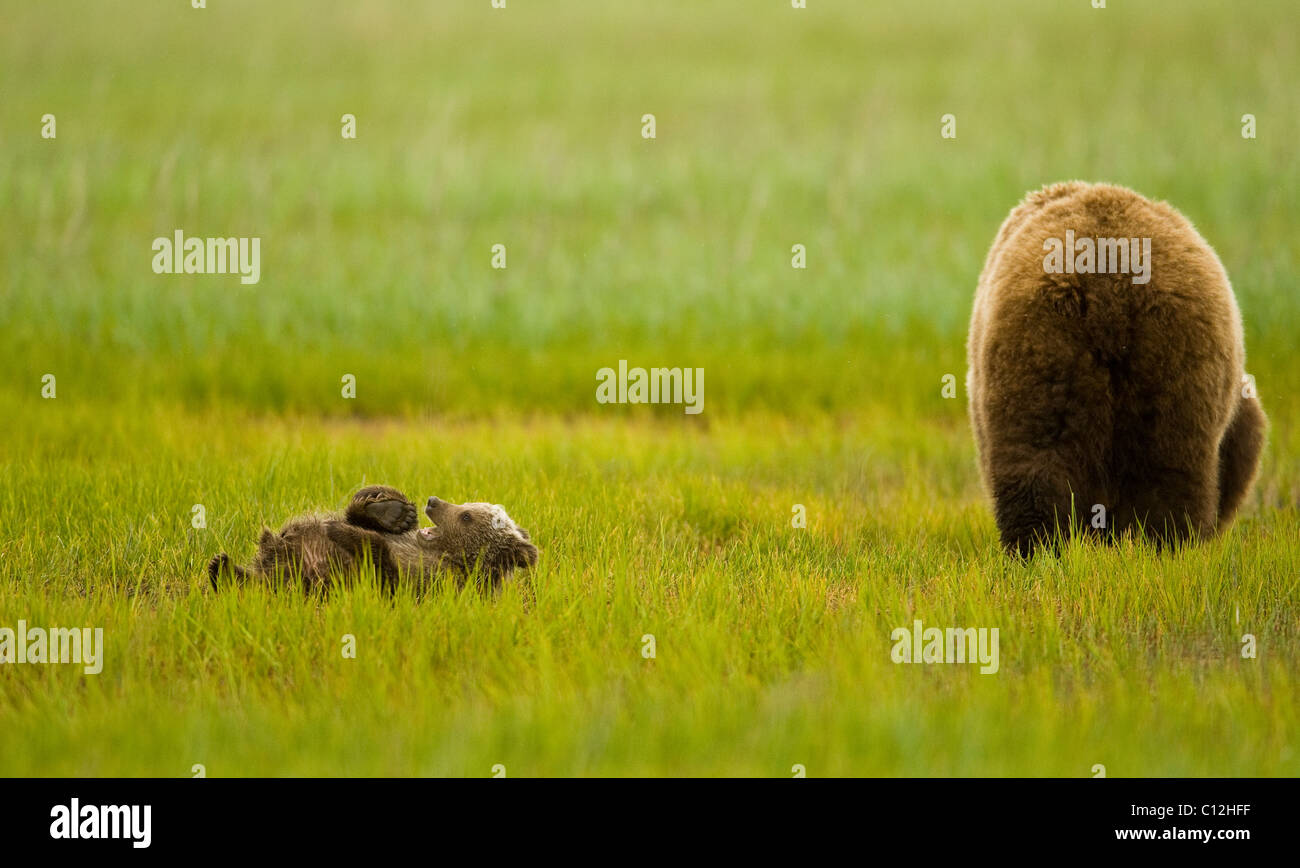 Grizzly bear cub plays while its mother feeds on grass in a coastal ...