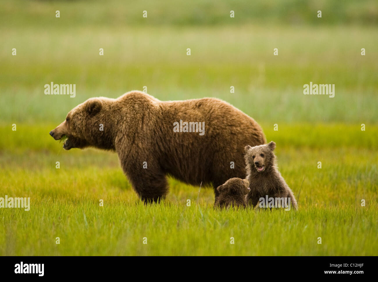 Mother protecting cubs hires stock photography and images Alamy