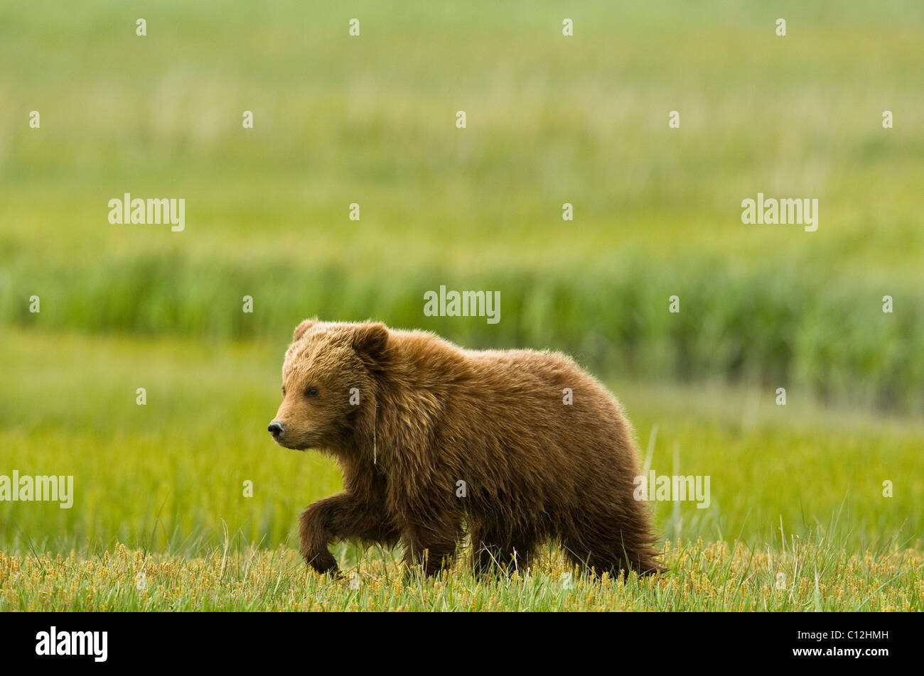 A brown bear cub enjoys a warm summer day in a coastal meadow in Lake Clark National Park, Alaska. Stock Photo