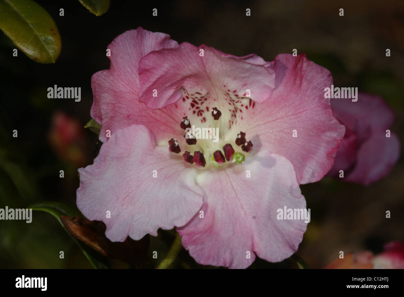 Rhododendron moupinense Stock Photo