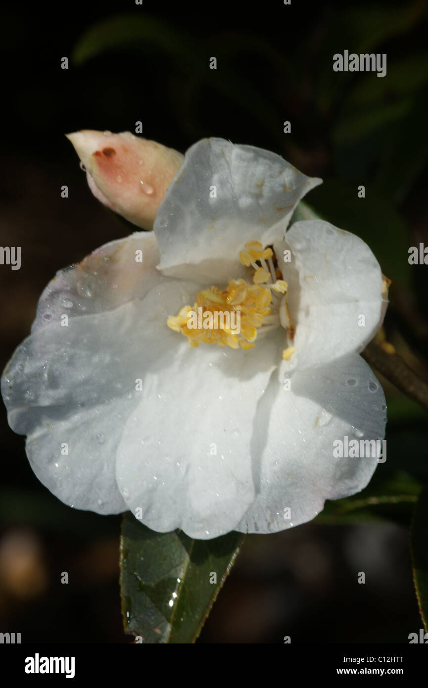 Camellia 'Cornish Cream' Stock Photo