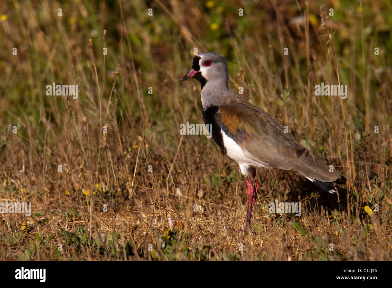 Southern Lapwing colourful bird ground bird color Stock Photo
