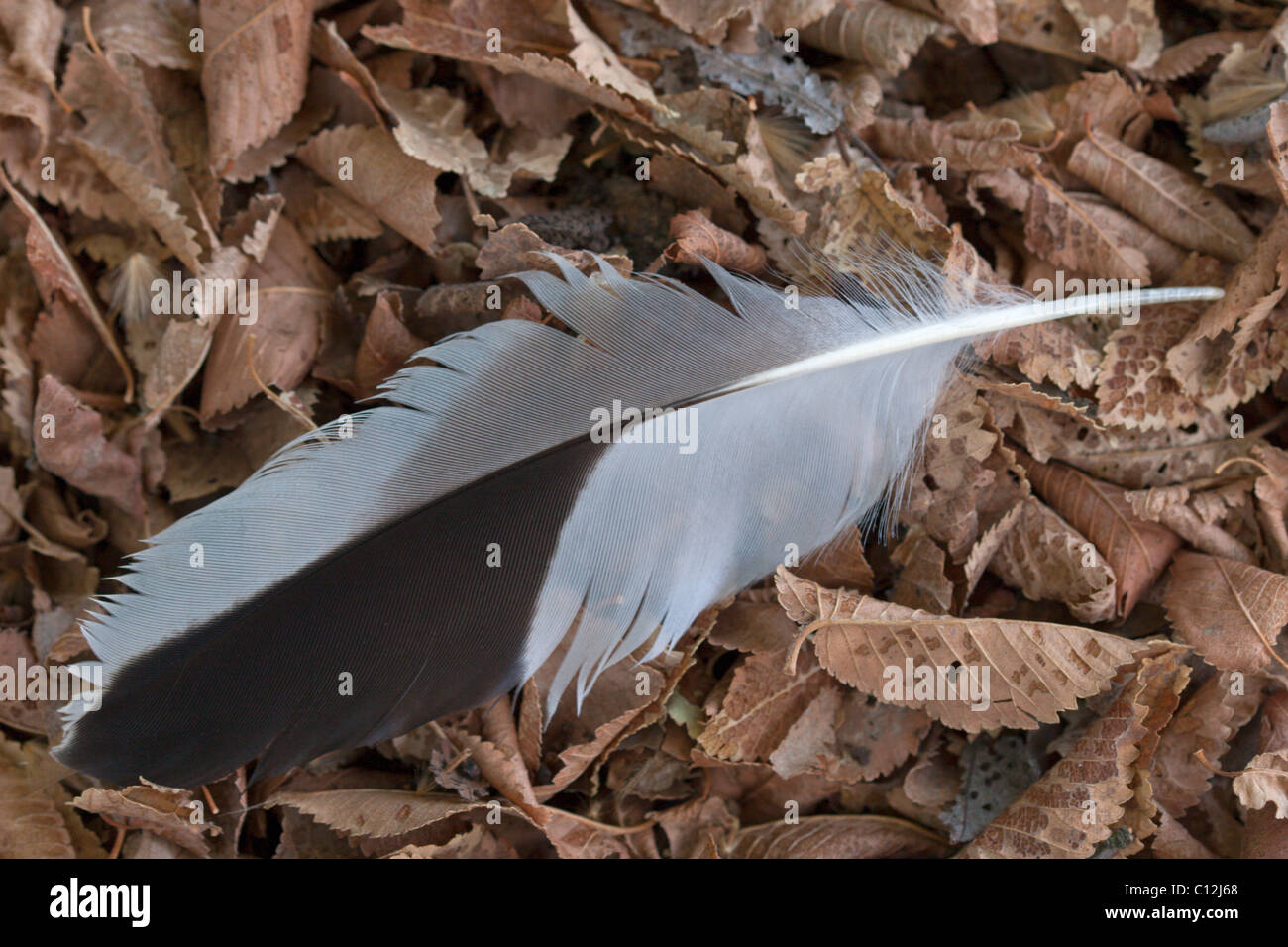 Black feather with white dots hi-res stock photography and images - Alamy