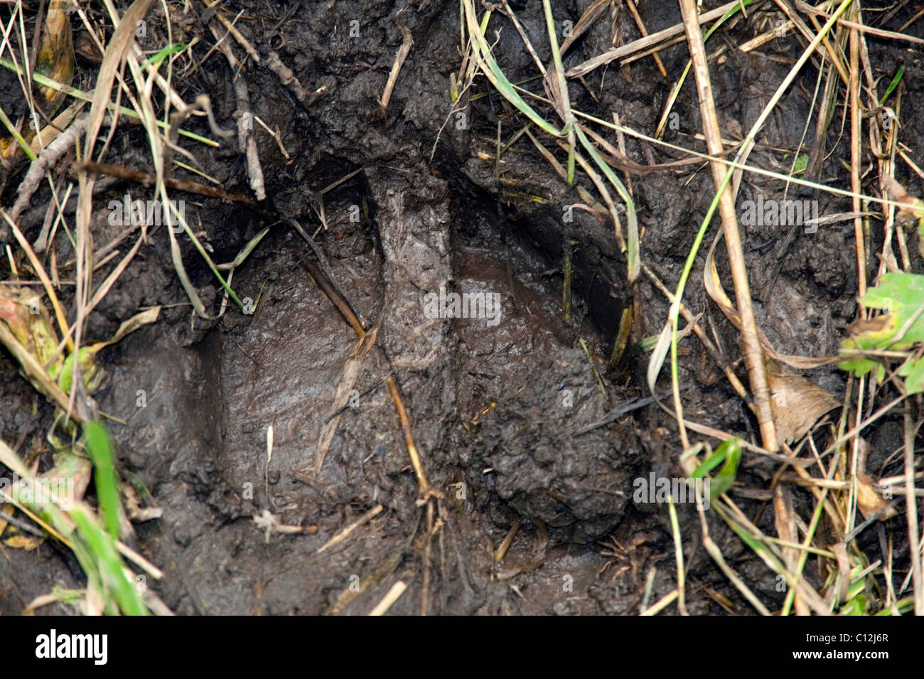 Track made by a large Elk (Cervus elaphus) left in muddy ground Stock Photo