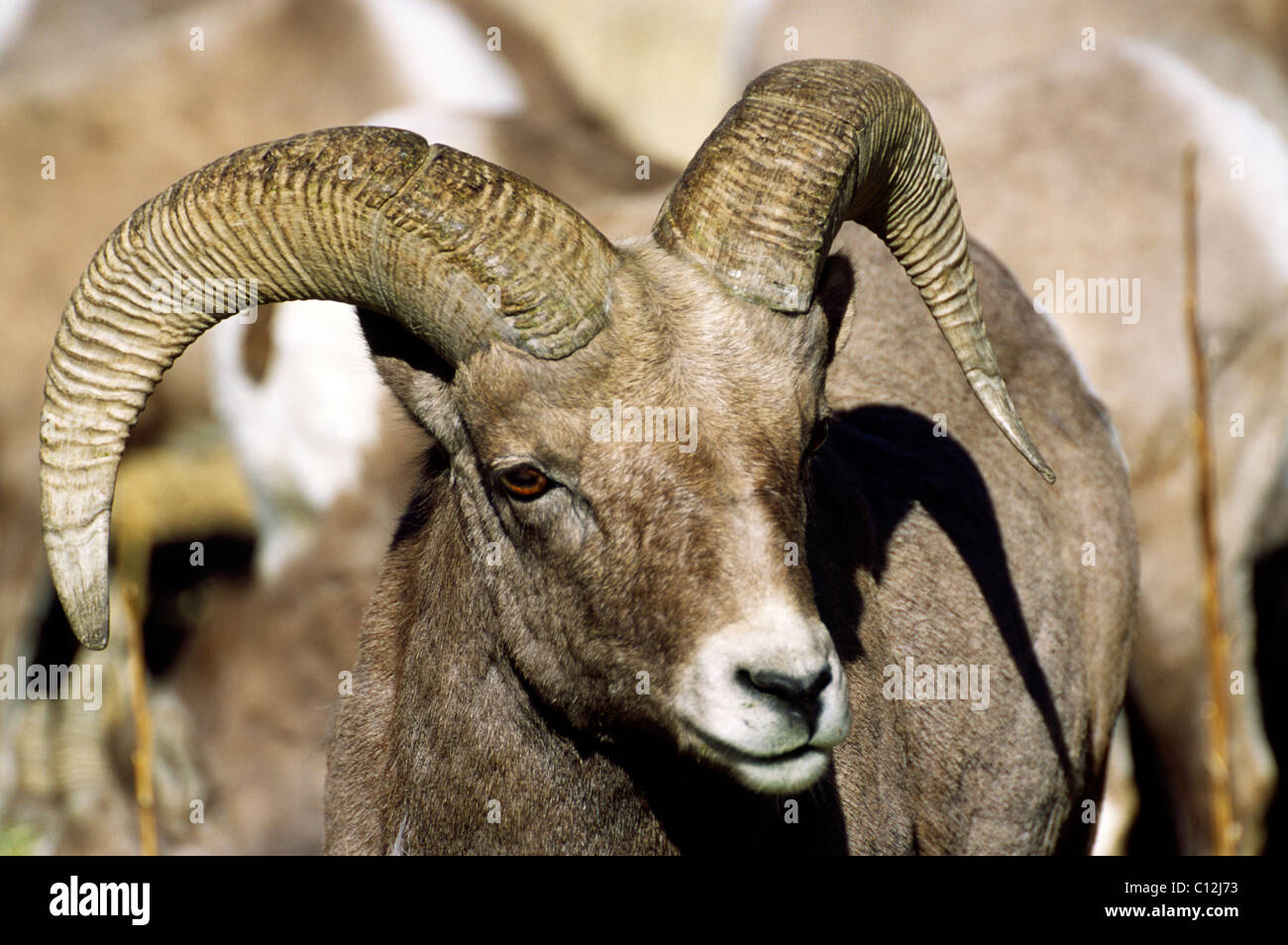 Wild Bighorn Sheep male ram portrait closeup Stock Photo - Alamy
