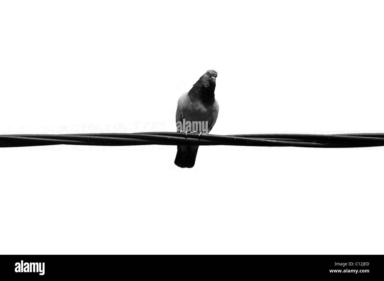 Pigeon bird on a wire. Black and white. Stock Photo