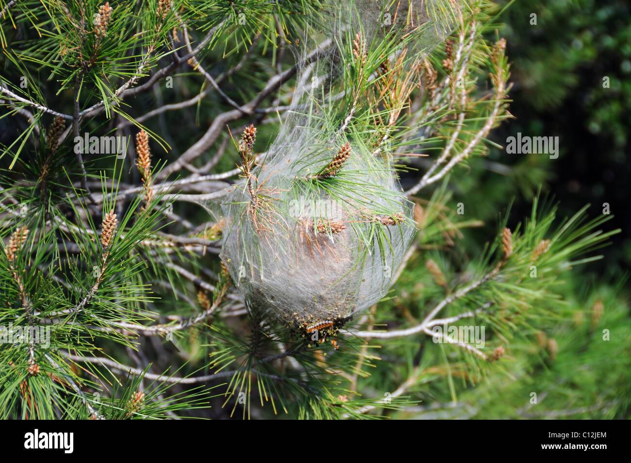 Pine tree infected with bagworm caterpillar cocoon. Plant disease. Stock Photo