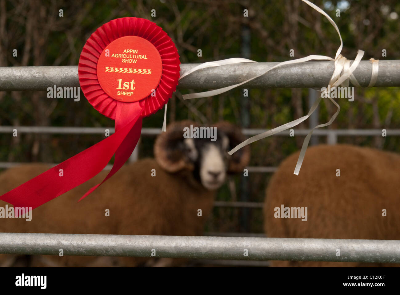 The Appin Show in Argyle & Bute, Scotland. Agricultural show with cattle, local produce and awards. Stock Photo