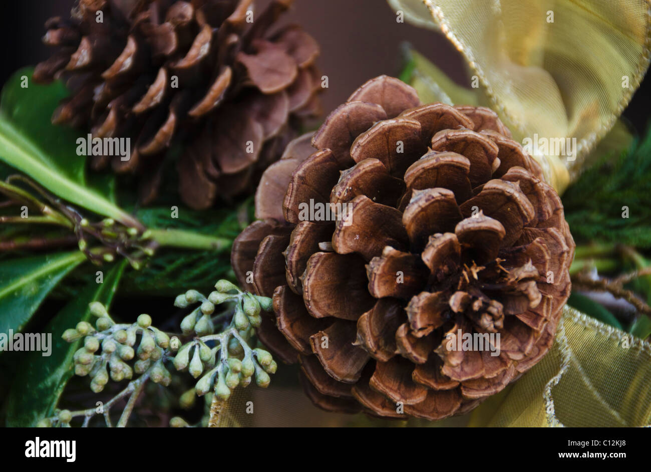 Pine cone close hi-res stock photography and images - Alamy