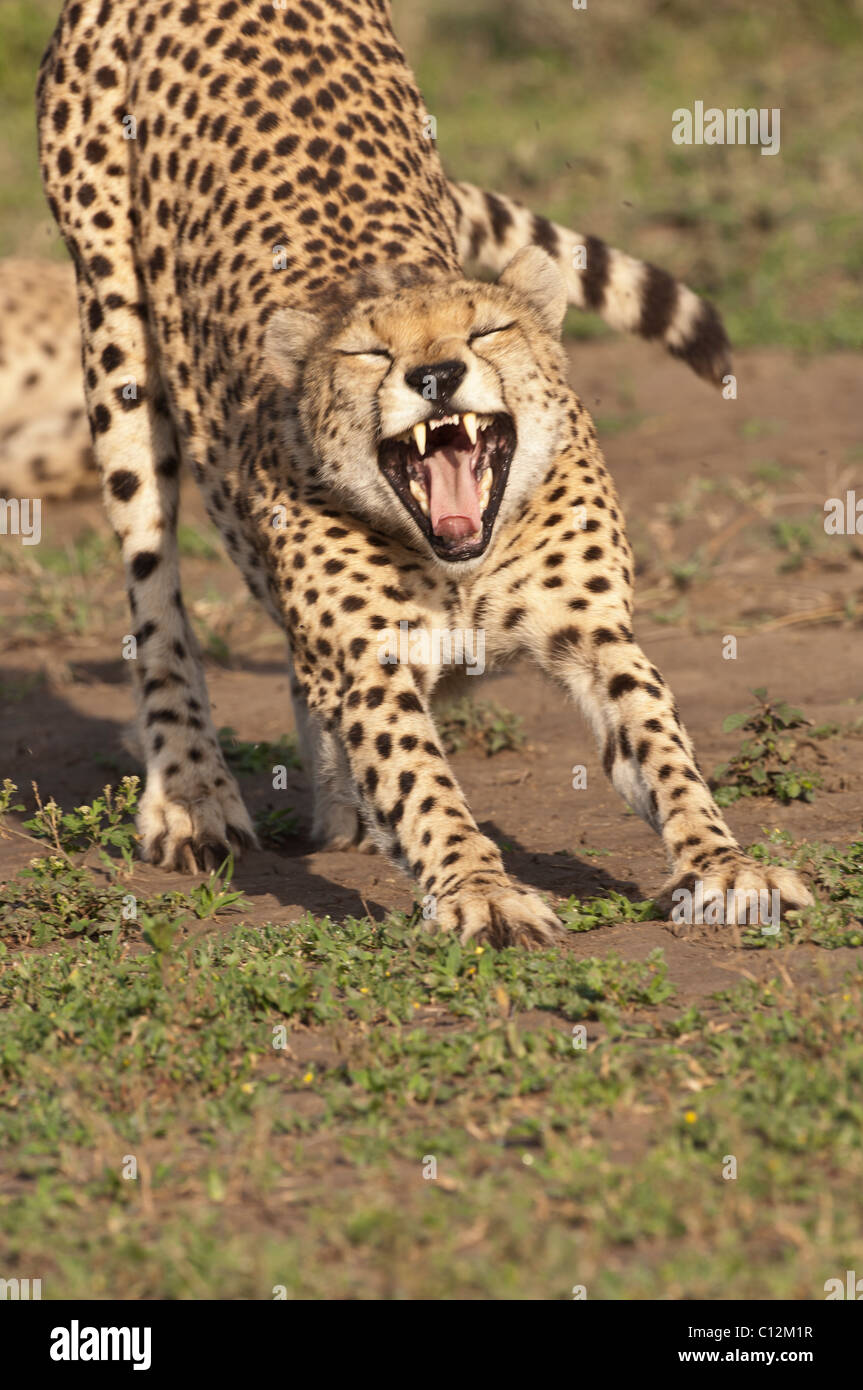 Stock photo of a cheetah stretching. Stock Photo